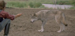 Dances with Wolves: All-time top-grossing Western and Oscar winner